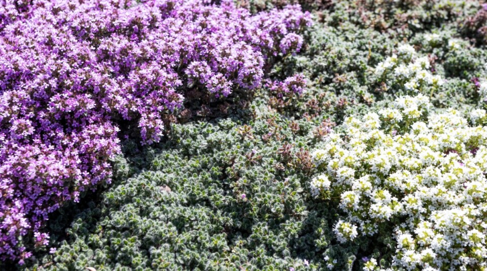 How to Grow a Creeping Thyme Lawn