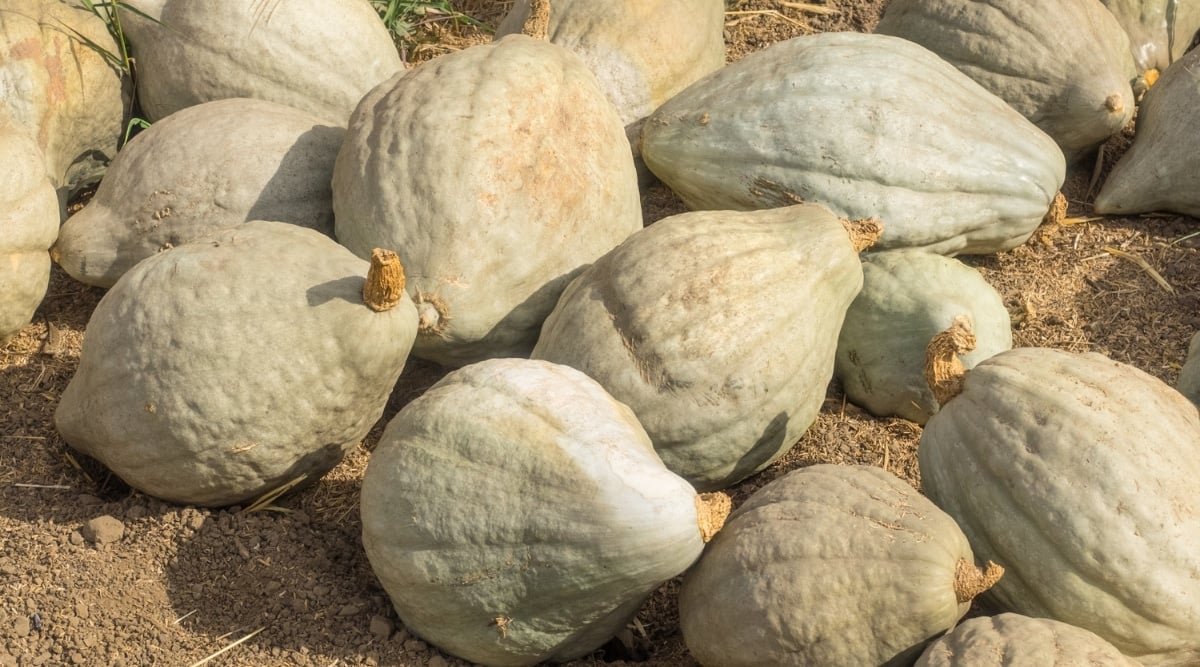 A pile of blue hubbard gourd placed on the ground appearing to have textured skin underneath warm light