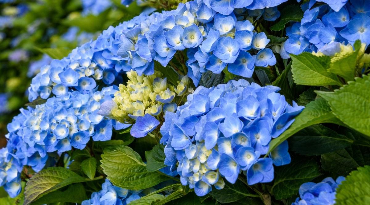 Myth or Fact Can Coffee Grounds Turn Hydrangeas Blue?