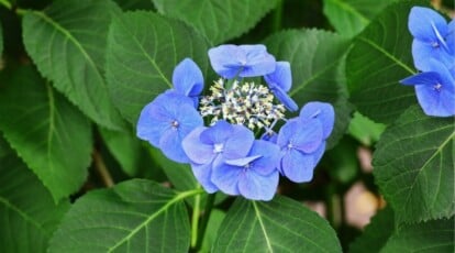 Close up of single blooming flower head among green foliage. The flower head has small white flowers in the center surrounded by several flowers with rounded blue petals forming a circle. The leaves are wide and oval shaped with serrated edges. The edge of another blue flower peeks out on the right.