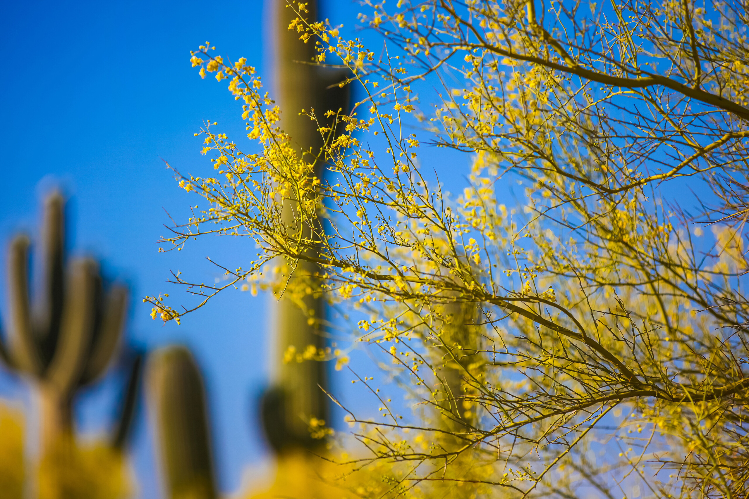 27 Best Trees To Plant in Arizona's Hot Climate