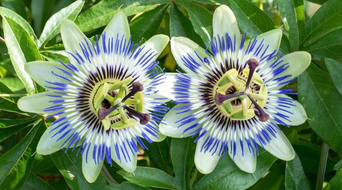 Close up of a two white with blue flowers that have white oval shaped petals, layered by smaller, long skinny petals that fade from dark blue to a dark red, and a light greenish-yellow detailed center.