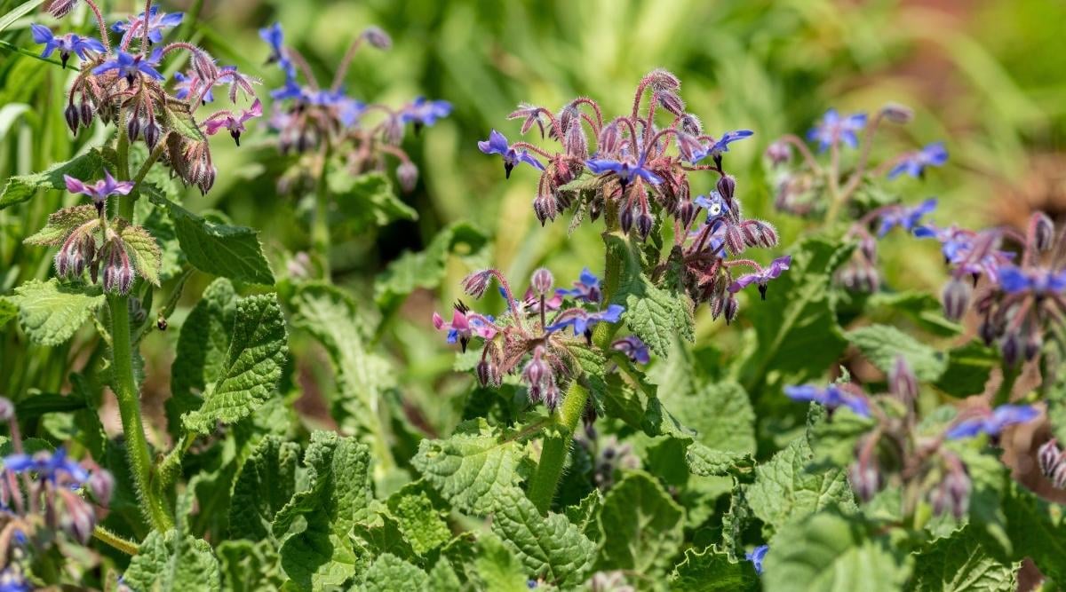 Garden Grown Borage