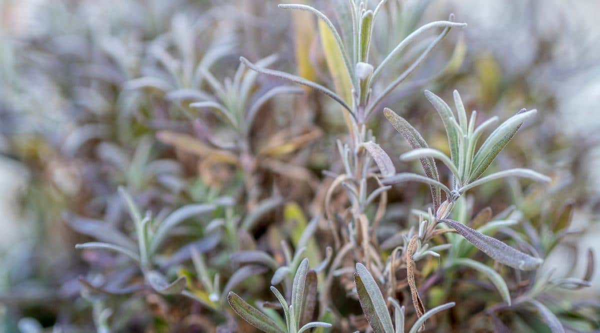 A woody shrub appearing to be infected with Botrytis, looking to have flimsy and discolored leaves