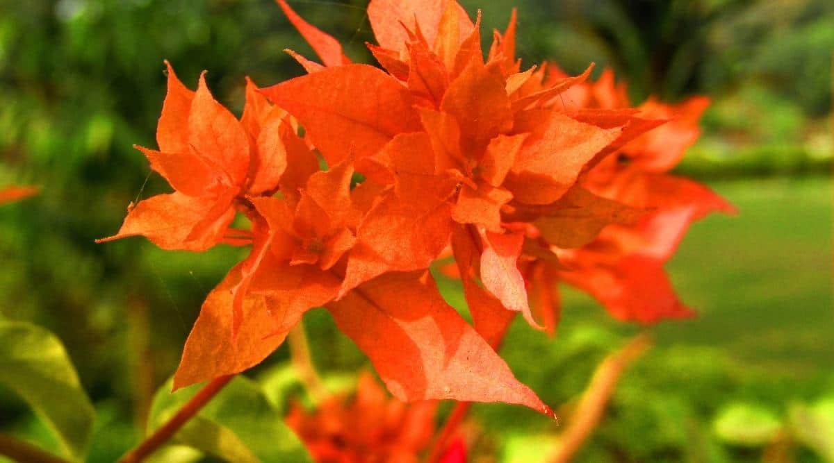 A closeup of Bougainvillea x buttiana 'Orange King' blooms appearing to have a vivid orange hue