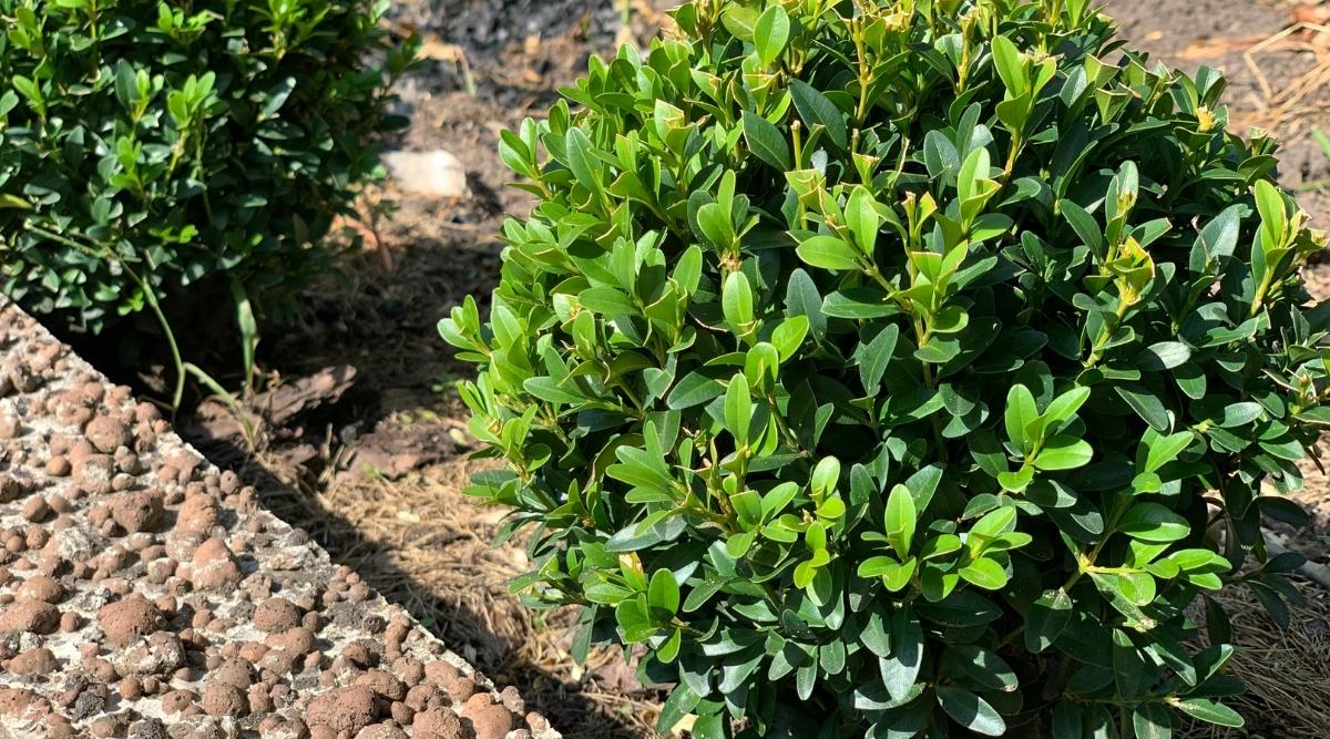 Which Plants Grow Under Cedar Trees? What Should You Plant?