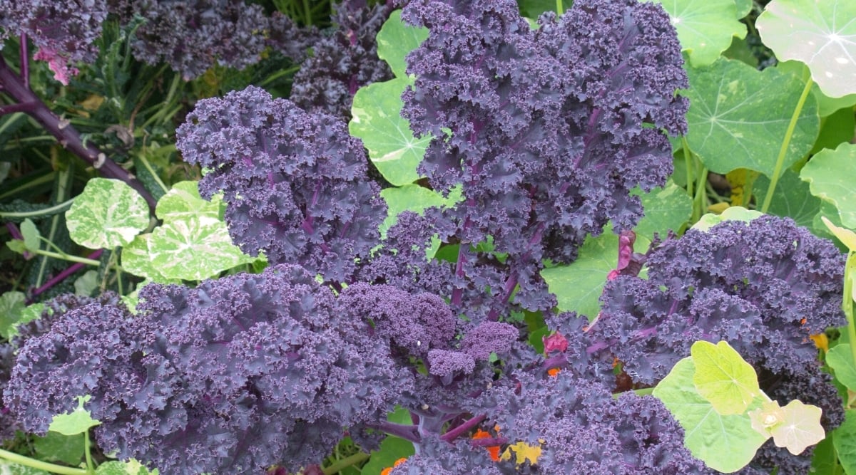 Large cluster of dark purple, ruffled leaves surrounded by big green leaf foliage.