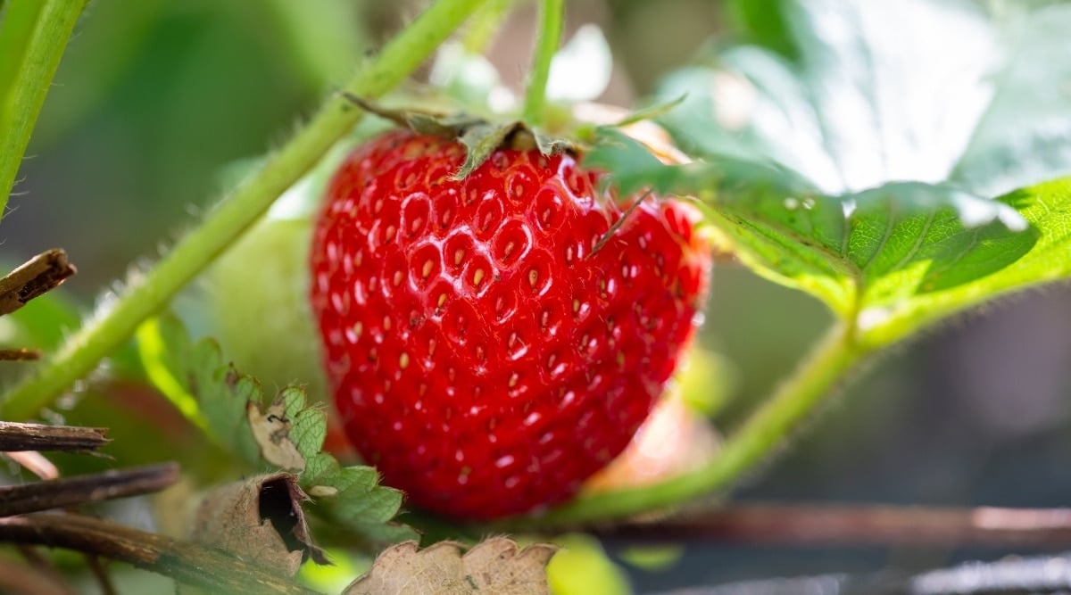 Bright Red Fruit