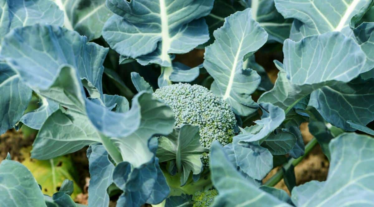 Brassica Plant Growing Among Leaves in a Garden