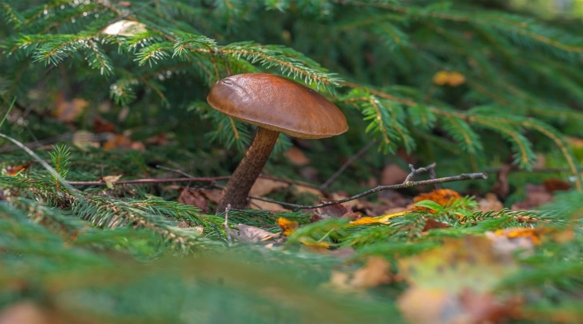 Brown Mushroom on the Floor of a Forest