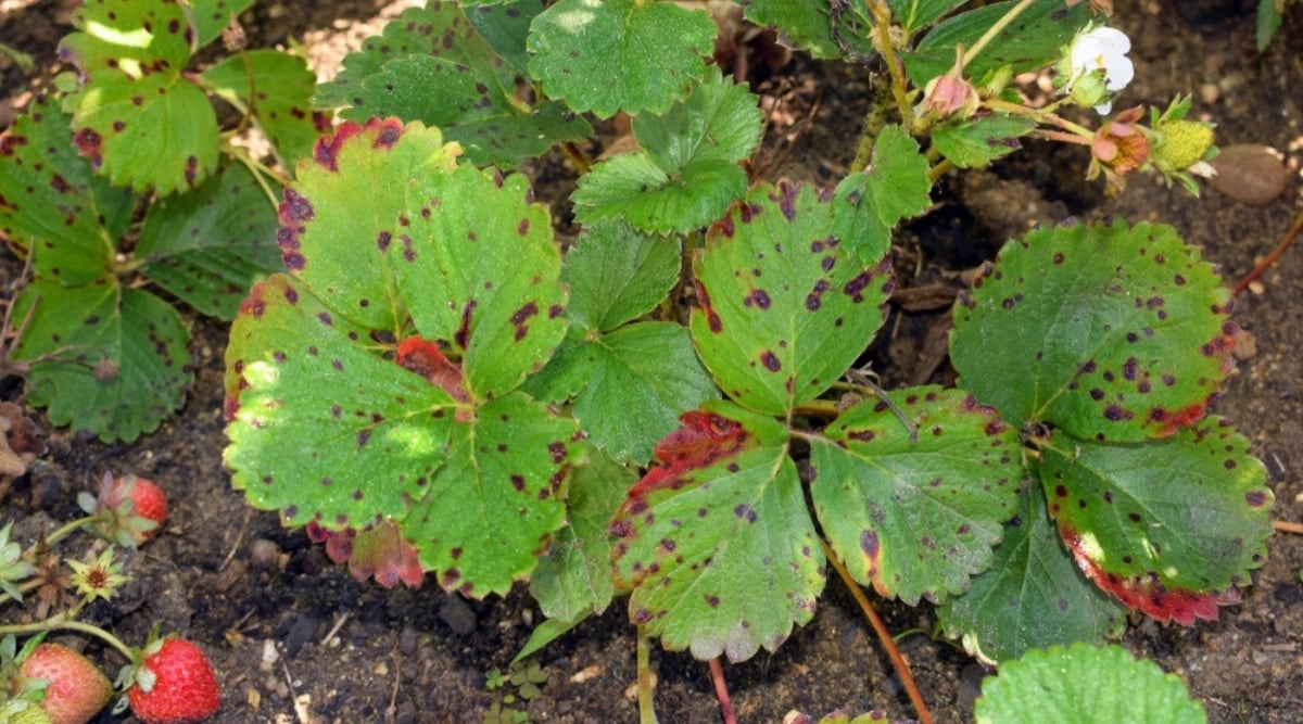 Brown Spots on Leaves of Fruit Plant