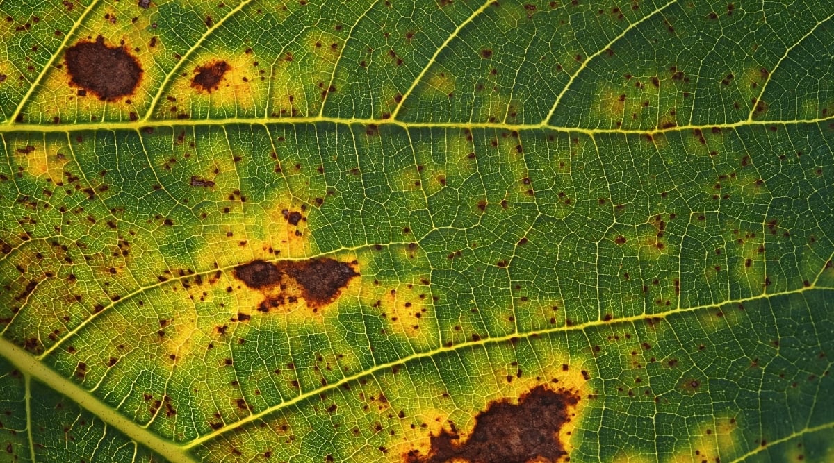 A green leaf, with visible veins running through it, has brown spots. The yellow hues amidst the green indicate that the leaf is damaged.