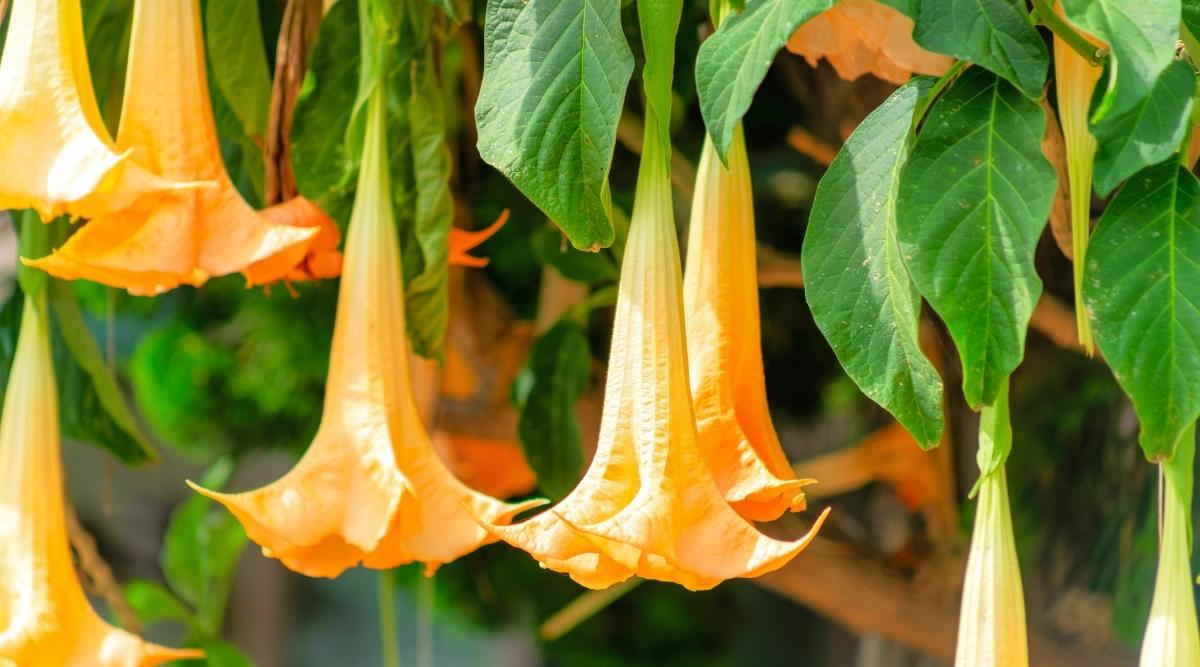 A shot of Charles Grimaldi blooms appearing to dangle from above with textured green leaves