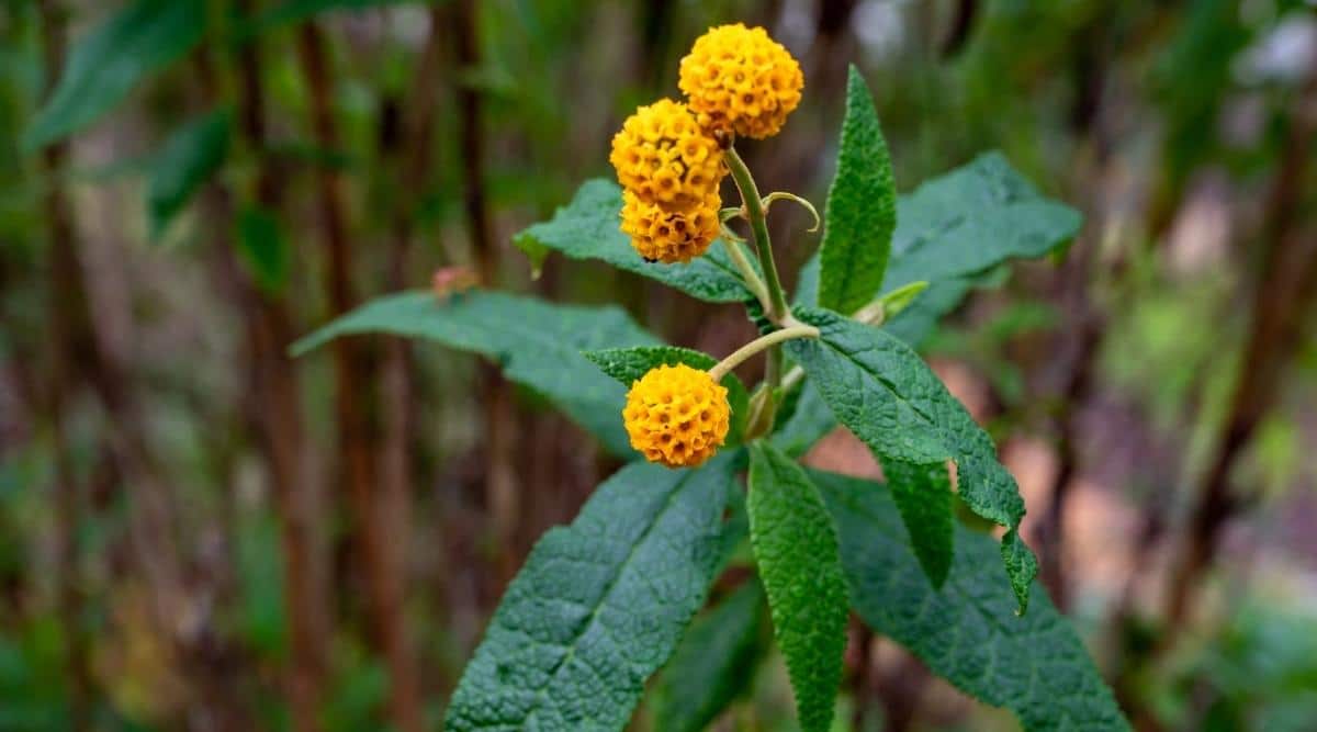 A sturdy Buddleia globosa plant with flower clusters on top appearing to have orange petals