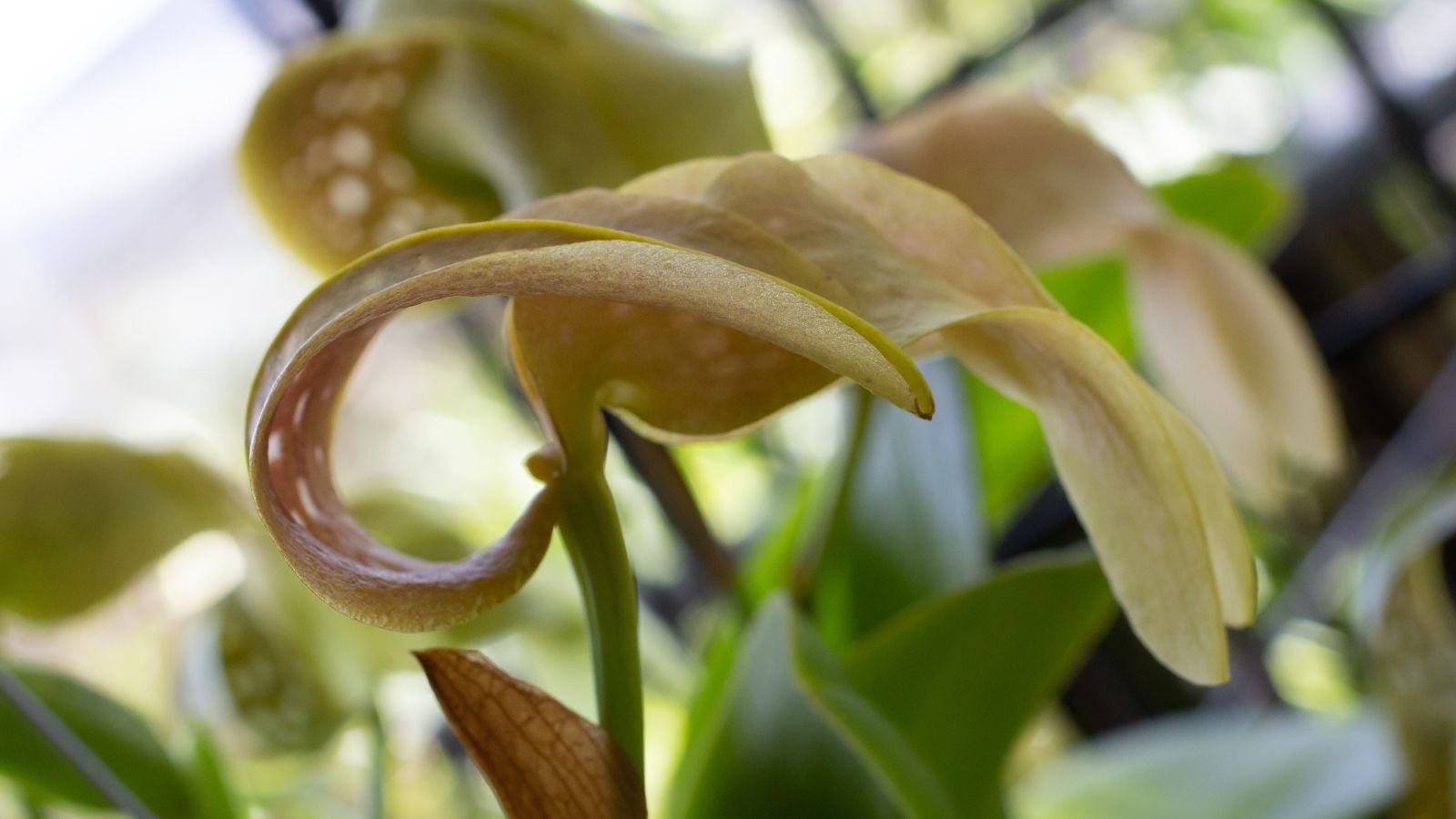 A closeup shot of a Bulbophyllum grandiflorum appearing to have large blooms with cream-colored petals surrounded by green foliage