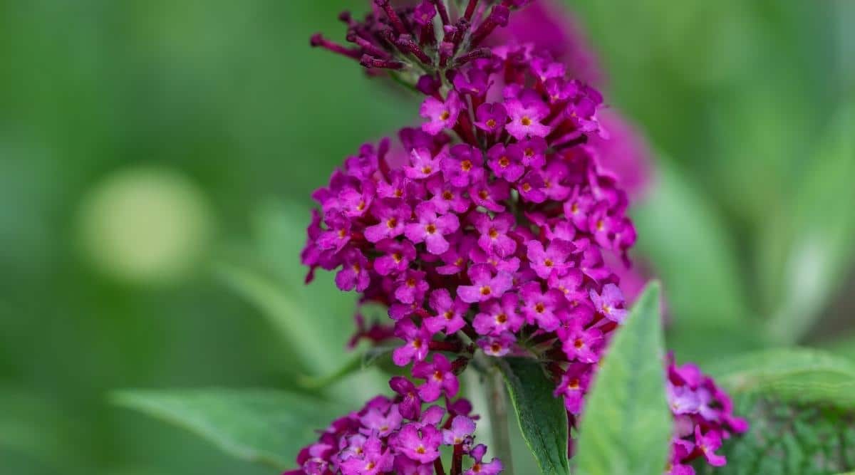 Which Plants Grow Under Cedar Trees? What Should You Plant?