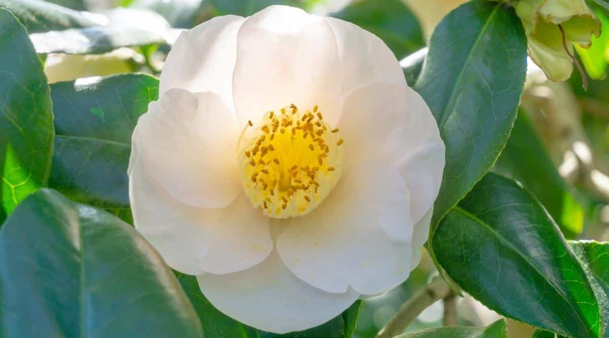 C. japonica ‘April Blush’