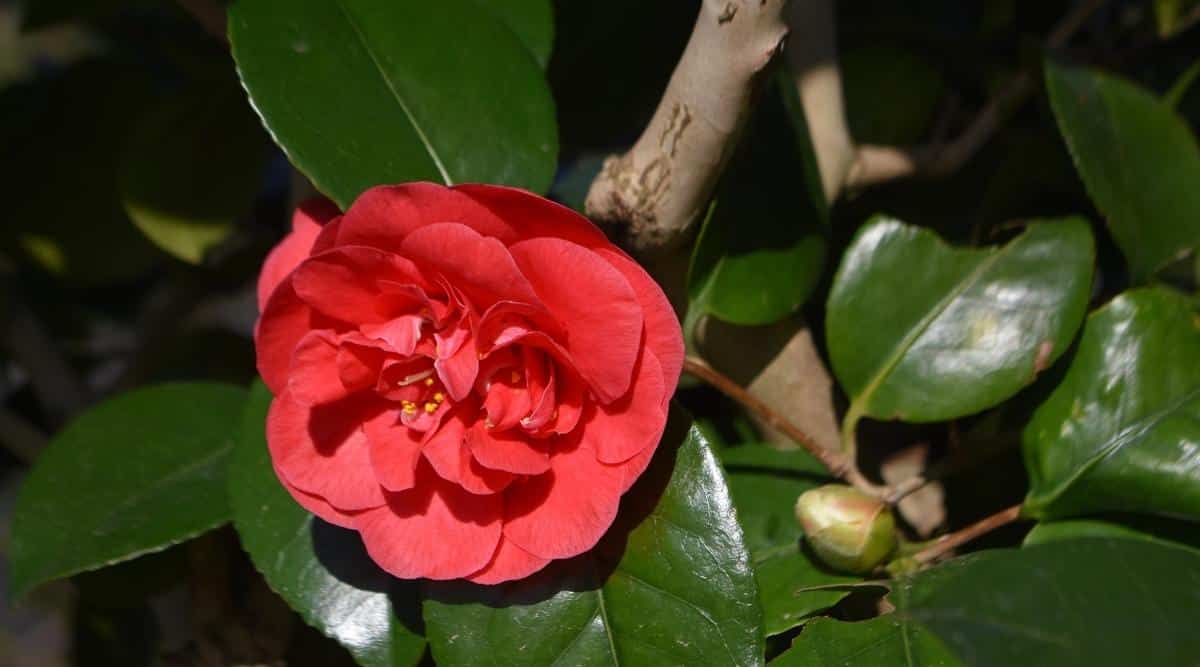 C. japonica ‘Australis’