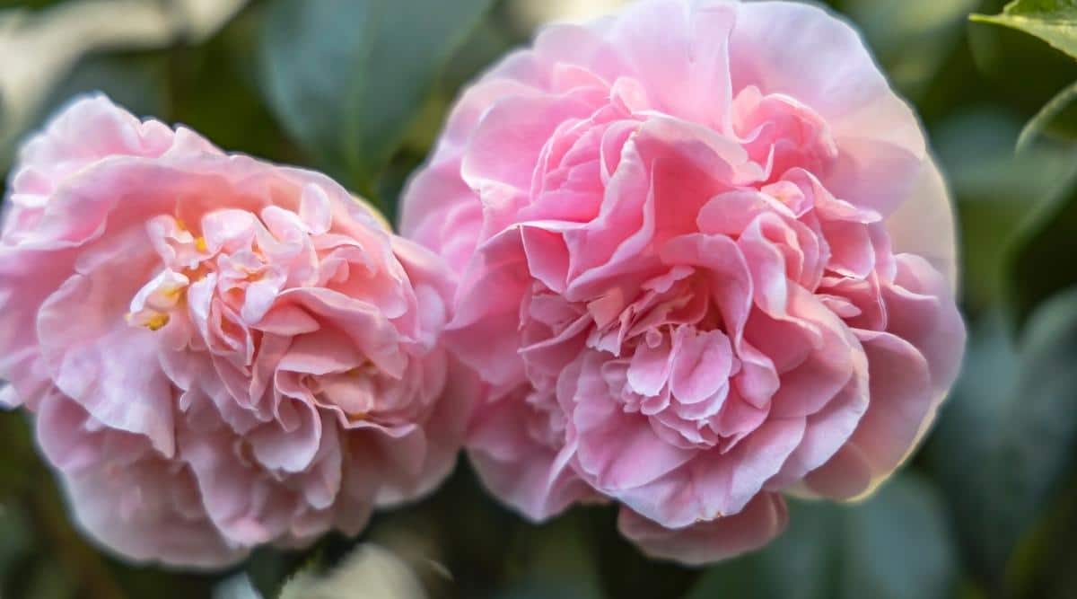C. japonica ‘Debutante’