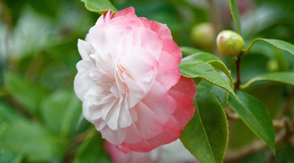 C. japonica ‘Desire’