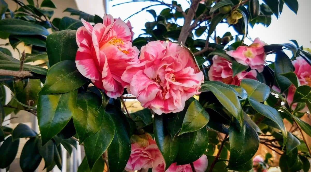 C. japonica ‘Irrational Exuberance’