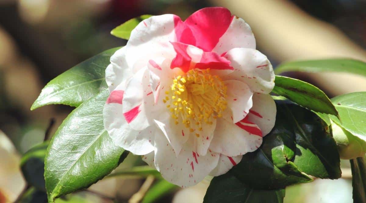 C. japonica ‘Lavinia Maggi’