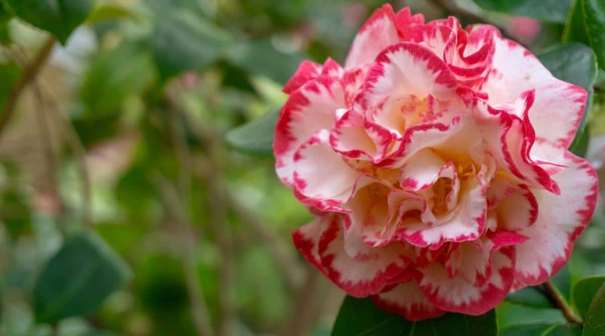 C. japonica ‘Margaret Davis’