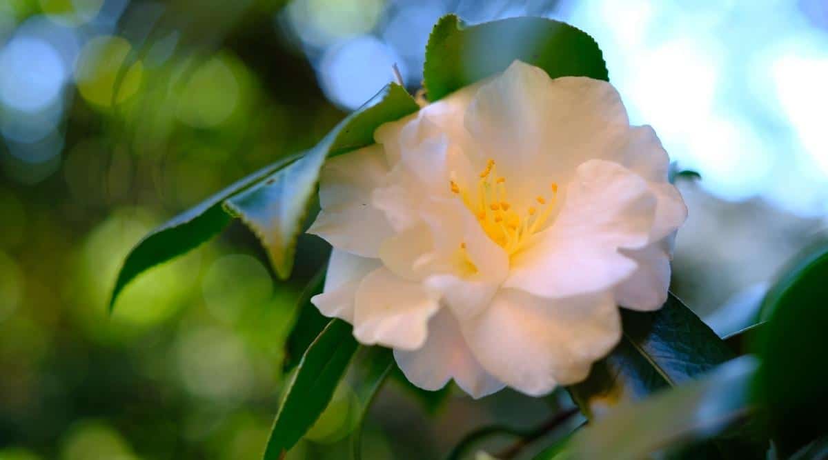 C. japonica ‘Silver Anniversary’