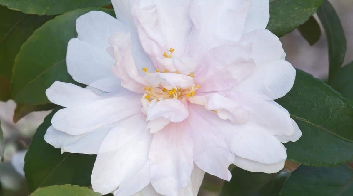 C. sasanqua ‘Jean May’