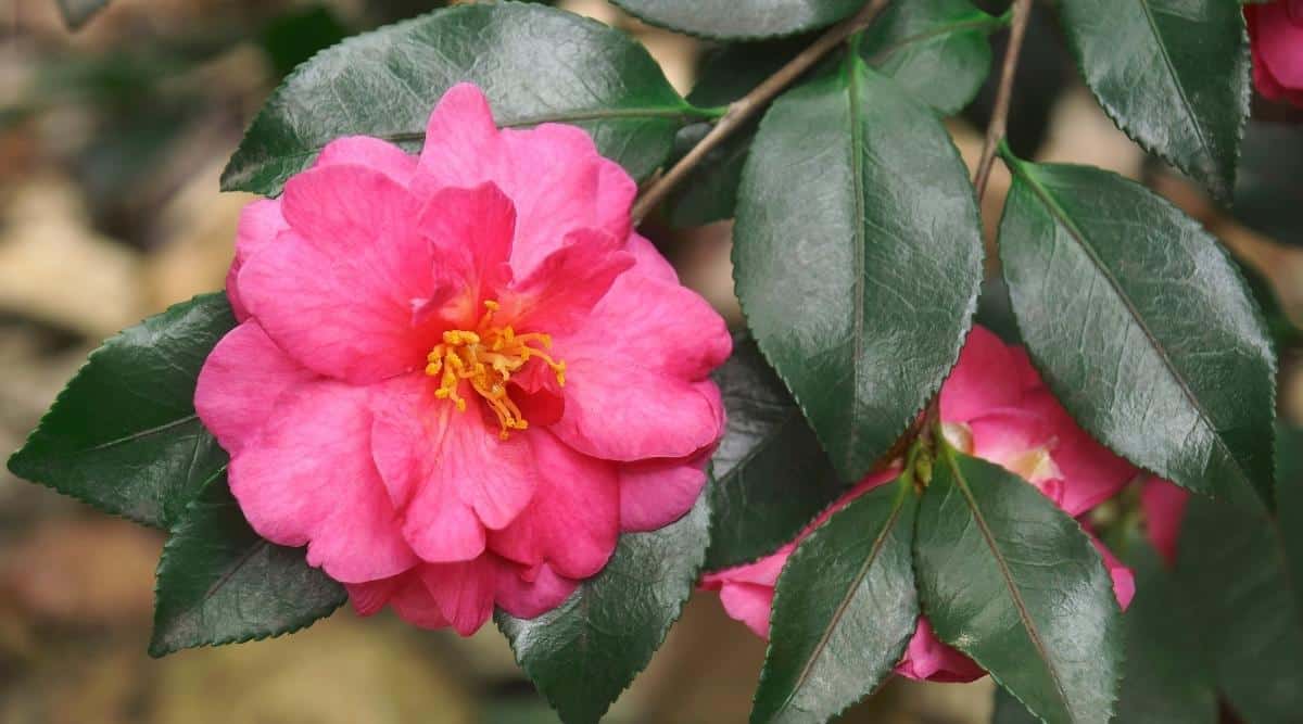 C. sasanqua ‘Shishigashira’