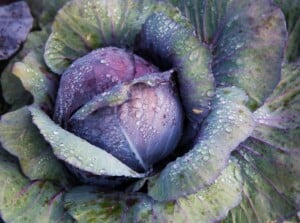 Cabbage Variety in Garden