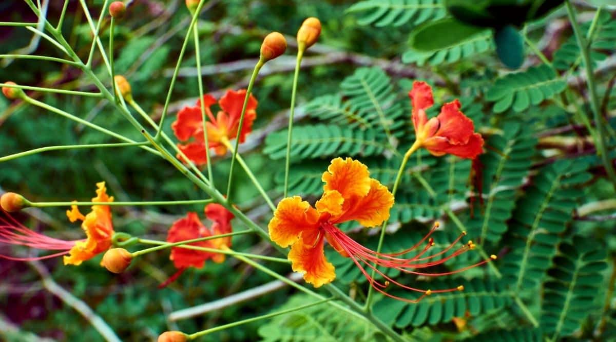 A close up of Caesalpinia pulcherrima blooms appearing to have ruffled petals that look soft with think green stems