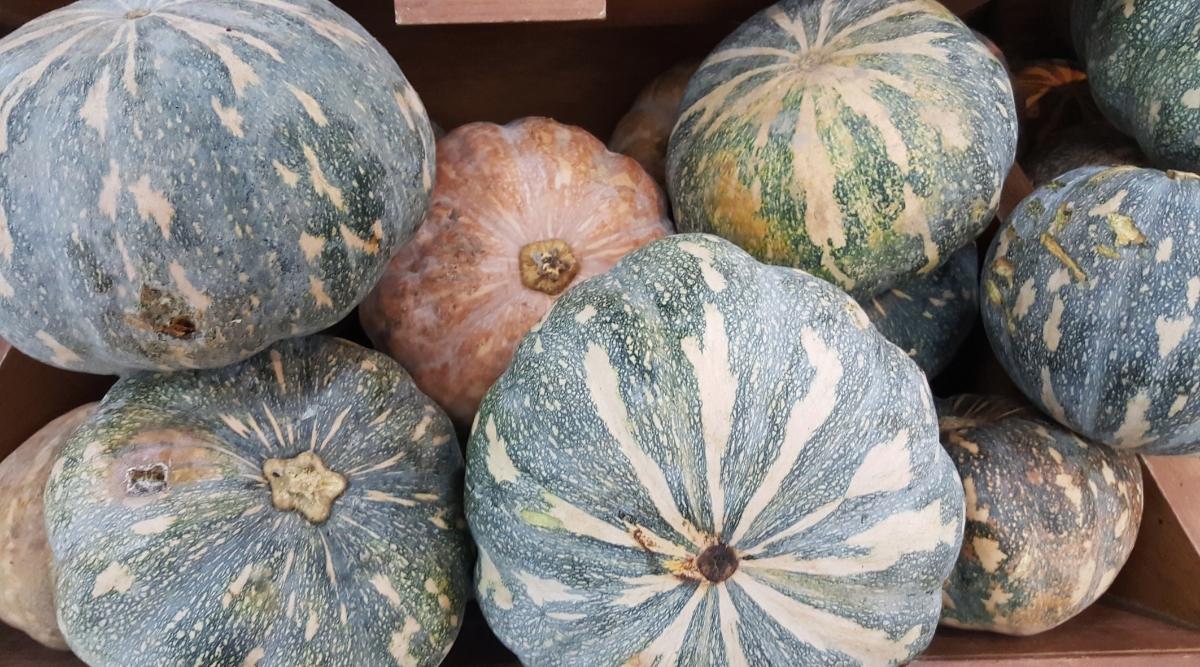 A pile of Calabaza crops appearing to have textured and patterned skin having pale colors placed under sunlight