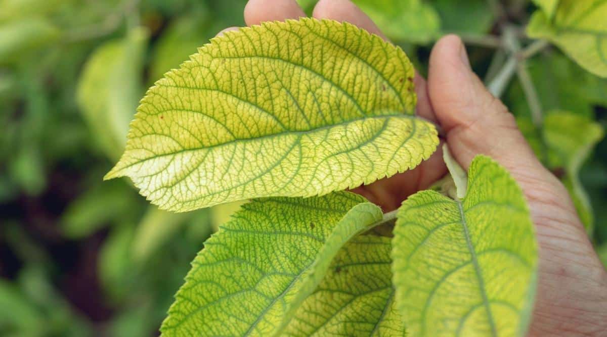 Close-up of a man's hand showing hydrangea leaves in the garden. The leaves are large, oval-shaped, with serrated edges, yellowish due to a lack of nutrients, including calcium and phosphorus.