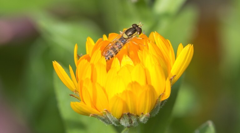 Hoverflies: Beneficial Insect for Aphid Control