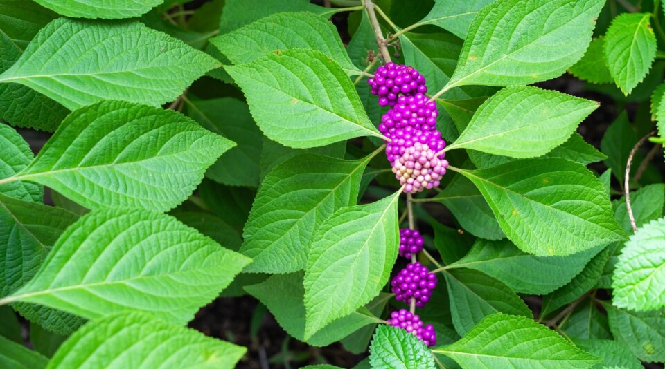 37 Fall Flowers for A Beautiful Autumn Garden