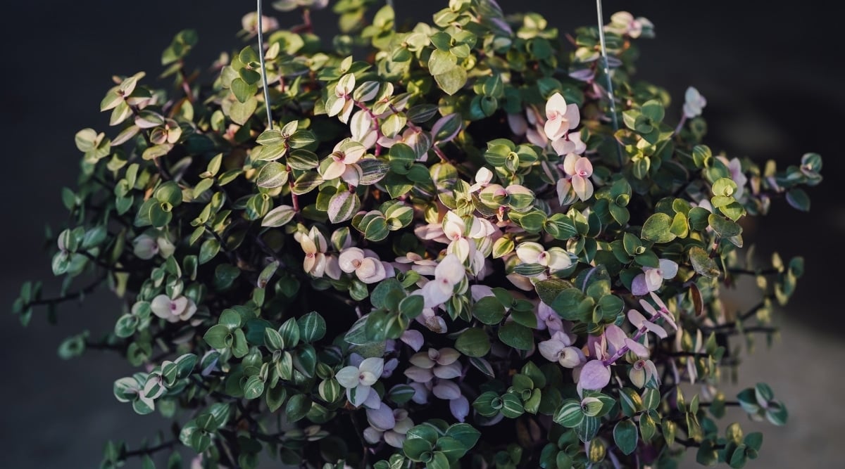 A close-up of a Bianca plant with vibrant, lush leaves that showcase intricate patterns of veins. The leaves glisten as they bask in the gentle touch of sunlight, creating a beautiful play of light and shadow.