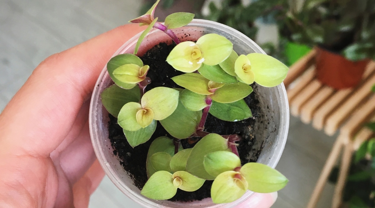 A close-up of a Gold plant thriving in a cup filled with rich, dark soil. The luscious green leaves display a glossy texture, while the sturdy stems exude vitality. A man delicately cradles the cup, providing nurturing care.