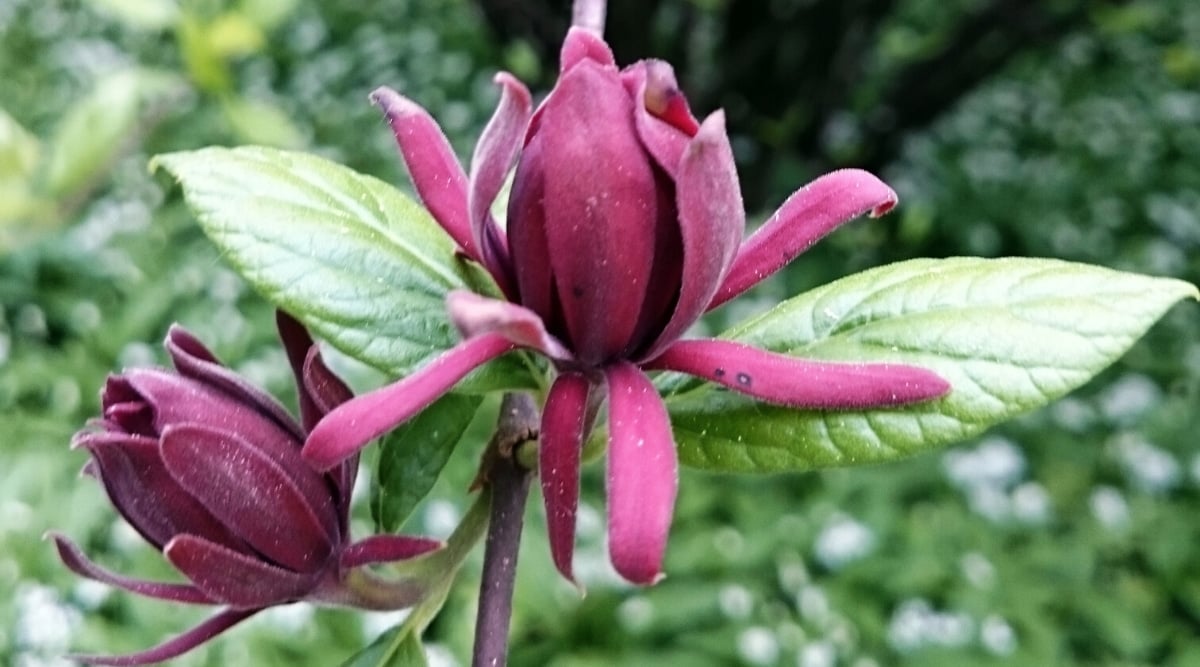 Close up of two large dark red flowers growing off of one tall, thick, red stem with two giant elongated leaves.