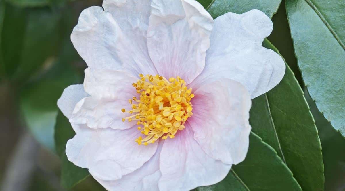 Camellia oleifera ‘Winter’s Star’