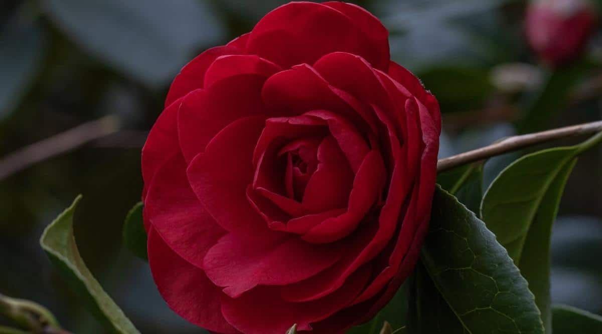 Camellia x williamsii ‘Les Jury’