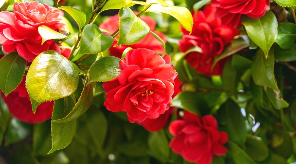 Do Camellias Like Full Sun, Partial Shade or Full Shade?