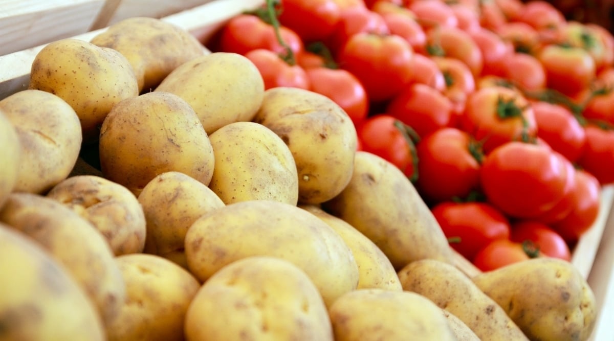 Can You Grow Potatoes and Tomatoes Together?