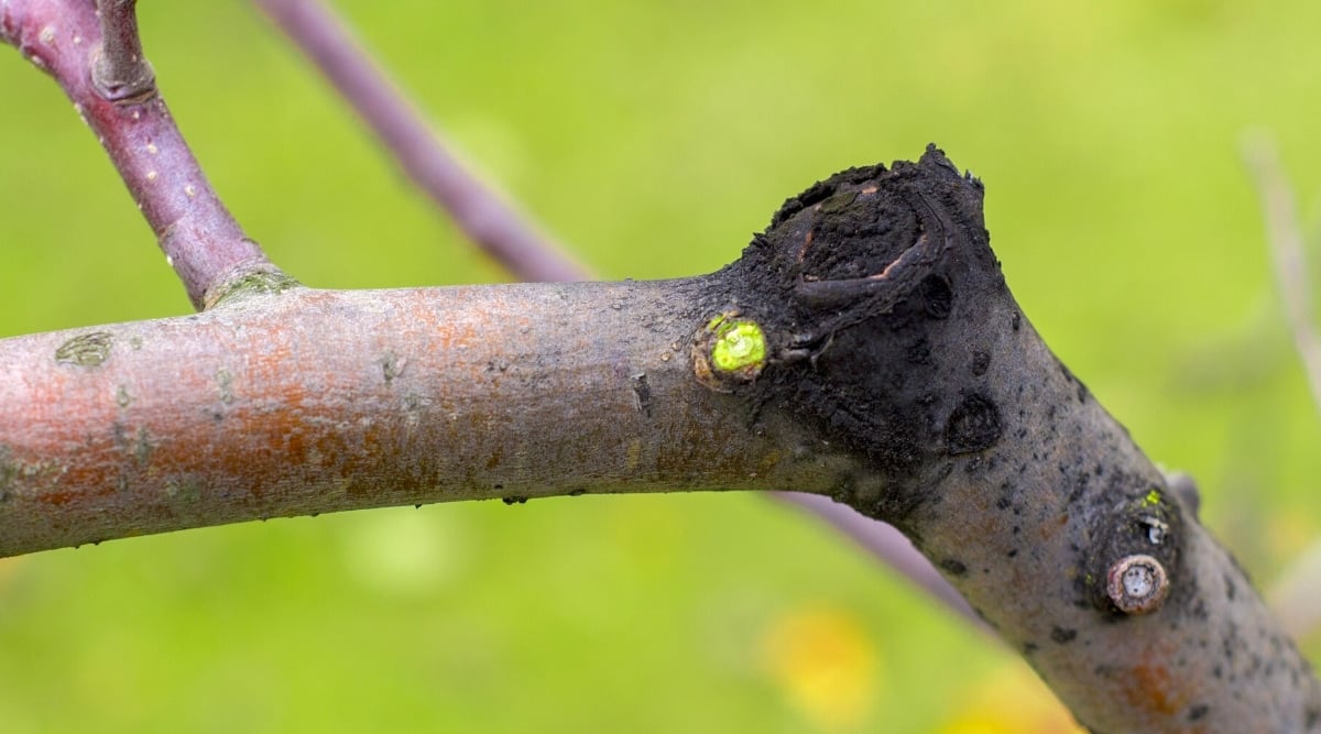 Close-up of a black sore formed on a branch affected by the fungus Botryosphaeria. A thick branch with a black rotting spot on a blurred green background.