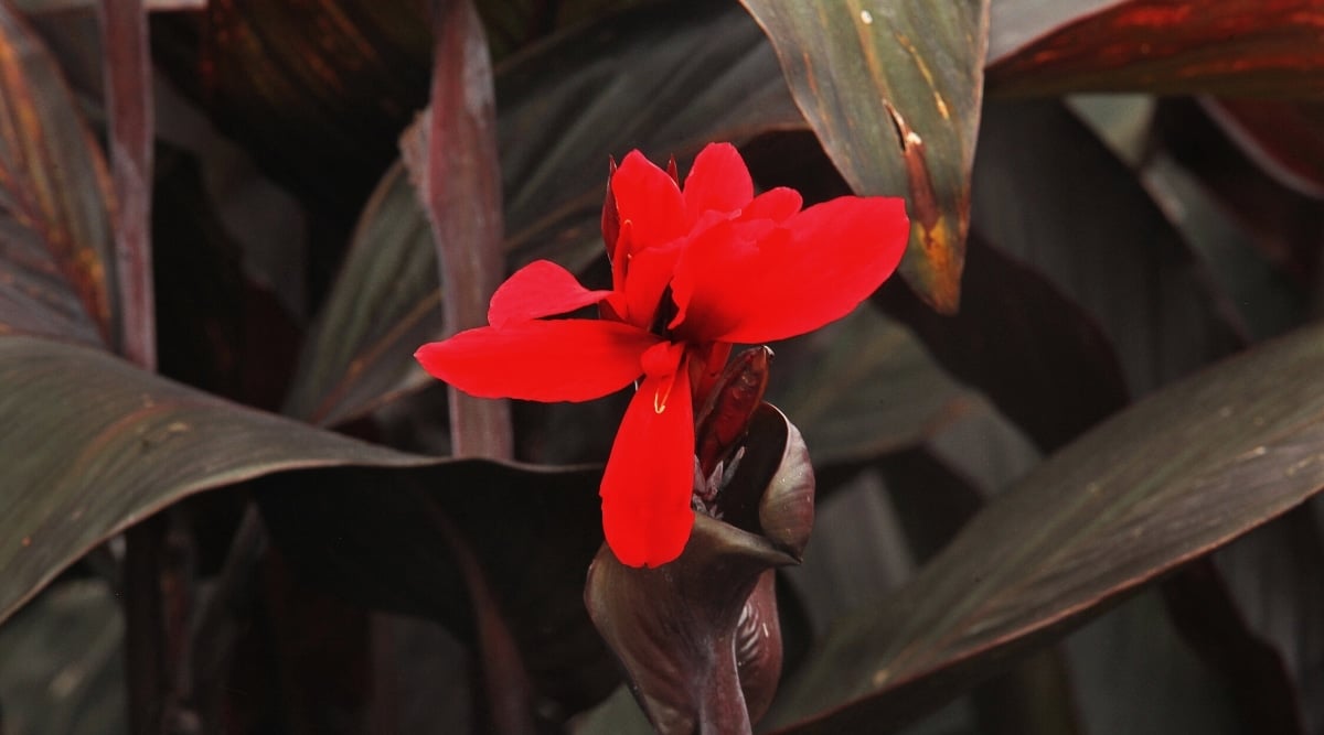 Close up of a bright red flower growing from a tall, thick, dark purple flower stalk that has giant purple leaves.