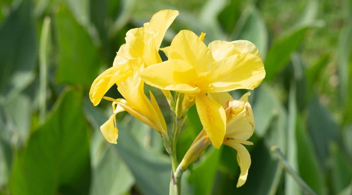 Close up Yellow Canna x generalis ‘Yellow Futurity’ Flower Cluster Blooming in Sunlight. Each flower has three rounded petals at the top and one longer more slender pedal growing from the bottom. Lush tropical foliage grows in the blurred background.