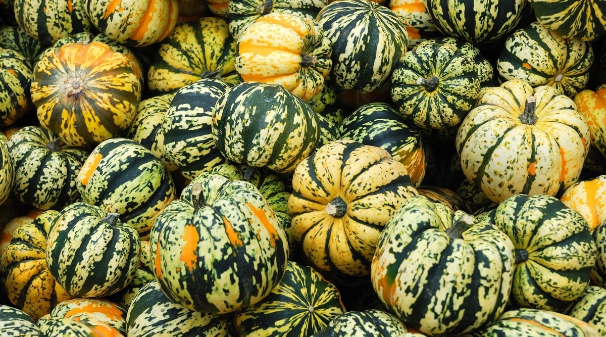A pie of Carnival gourd have vivid green and yellow hues appearing to have bumpy skin under the bright light