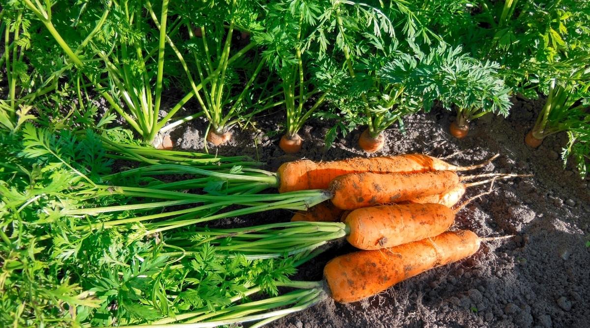 Carrots