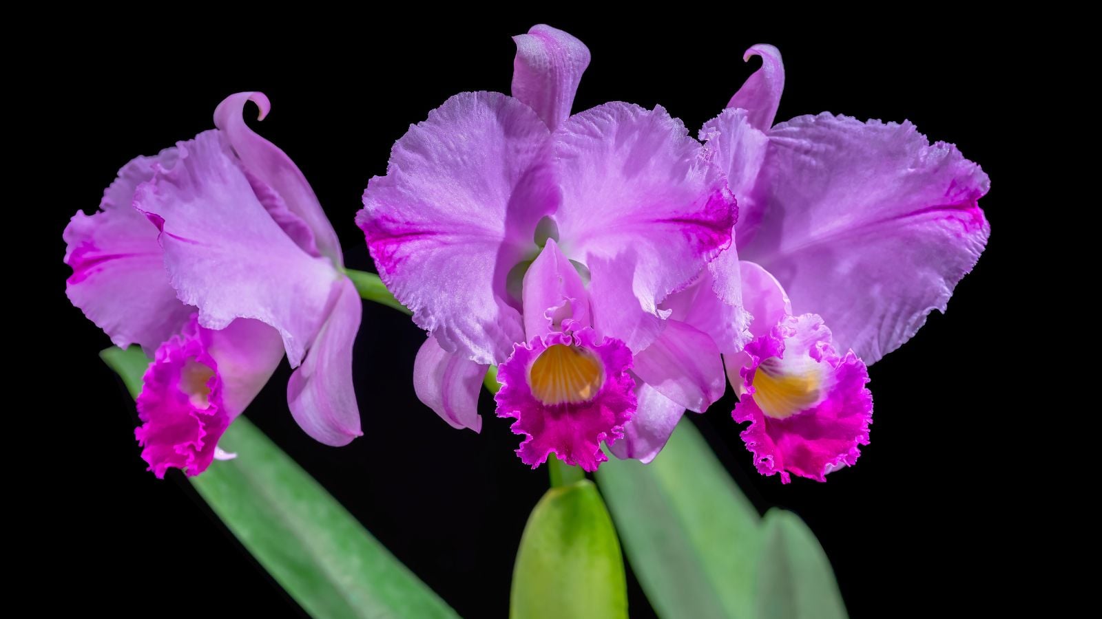 A shot of three Cattleya trianae stems with vivid pink blooms looking healthy under bright light with a black background