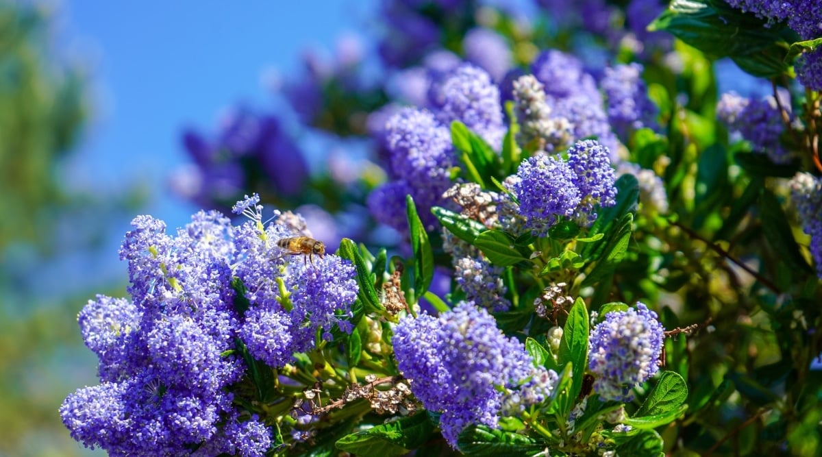 Close-up of a flowering Ceanothus &lsquo;Concha&rsquo; plant in full sun against a blue sky. Shrub has slender branches covered with narrow dark green leaves. Lots of dark blue floral inflorescences are blooming on the shrub.